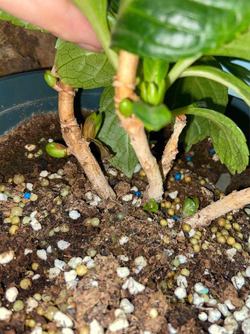 绣球花的扦插方法，绣球花的扦插方法视频-第3张图片-优品飞百科