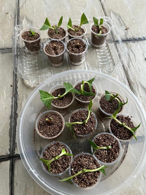 绣球花的扦插方法，绣球花的扦插方法视频-第4张图片-优品飞百科