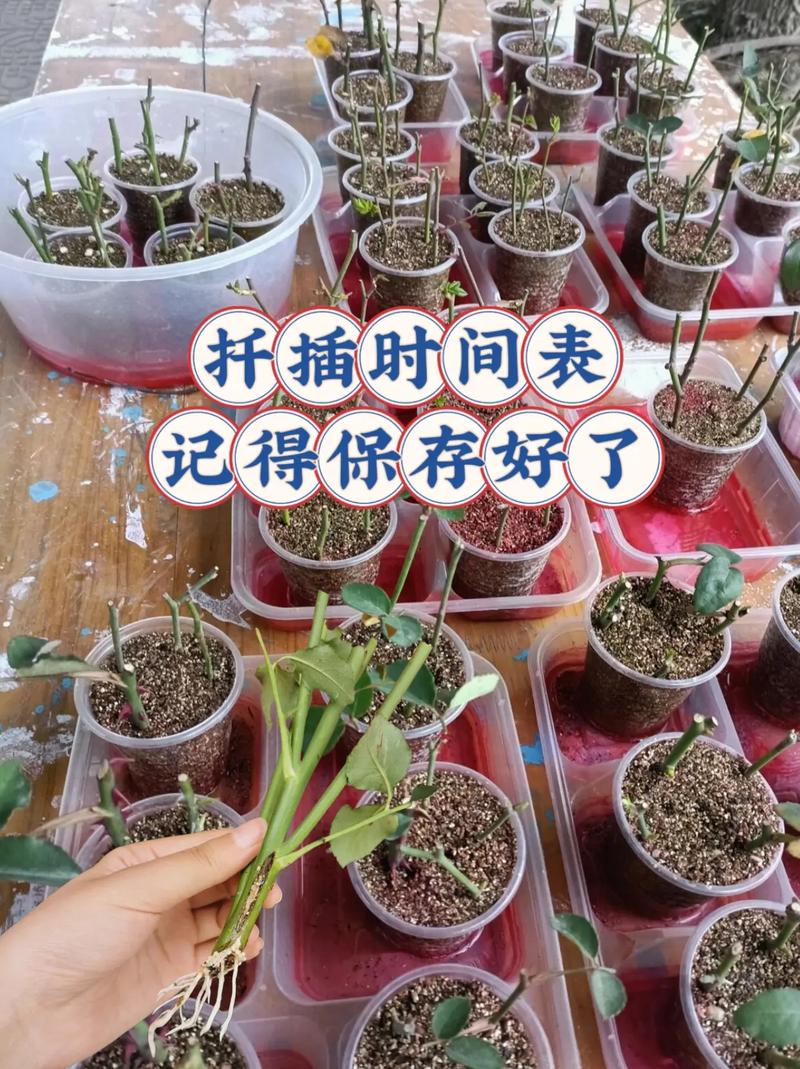 绣球花的扦插方法，绣球花的扦插方法视频-第5张图片-优品飞百科