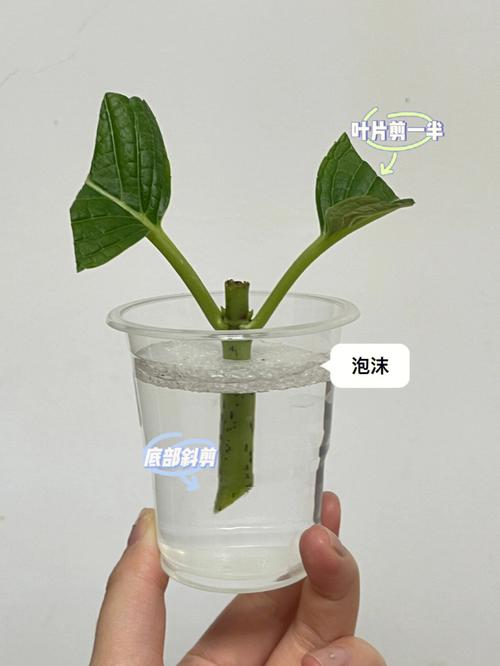 绣球花的扦插方法，绣球花的扦插方法视频-第6张图片-优品飞百科