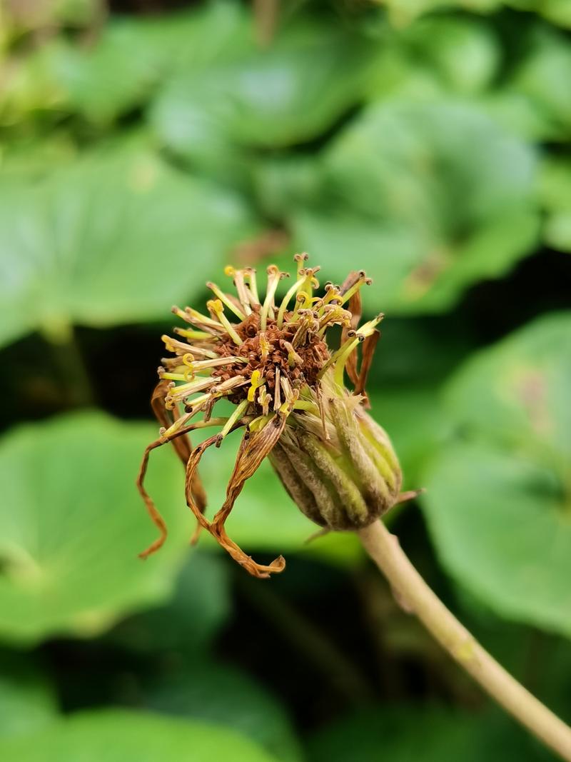 八角乌怎么养，八角乌的用法？