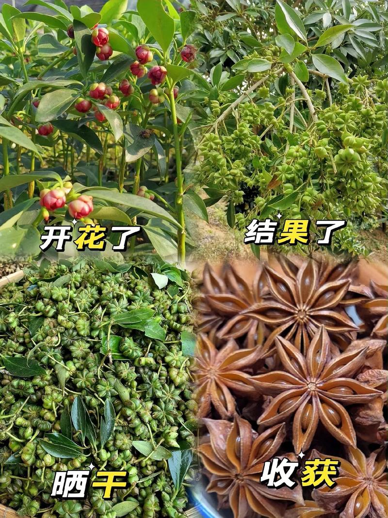 八角乌怎么养，八角乌的用法？-第3张图片-优品飞百科