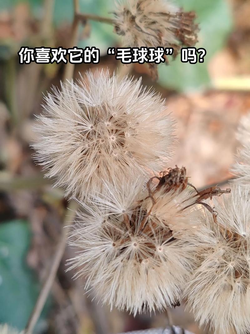 八角乌怎么养，八角乌的用法？-第4张图片-优品飞百科