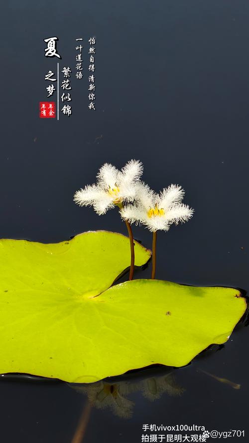 八角乌怎么养，八角乌的用法？-第6张图片-优品飞百科