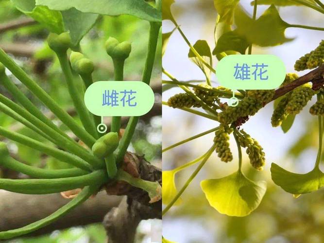 银杏怎么种植，银杏怎么种植视频？
