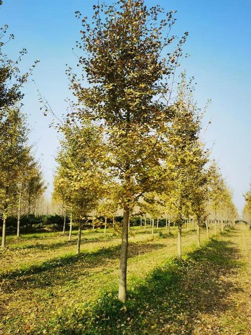 银杏怎么种植，银杏怎么种植视频？-第2张图片-优品飞百科