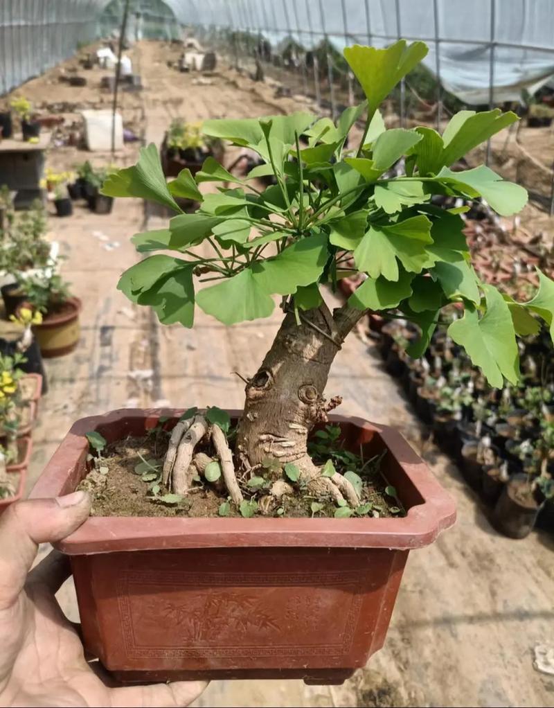 银杏怎么种植，银杏怎么种植视频？-第3张图片-优品飞百科