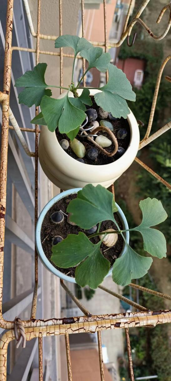 银杏怎么种植，银杏怎么种植视频？-第4张图片-优品飞百科