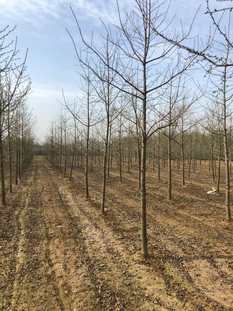 银杏怎么种植，银杏怎么种植视频？-第5张图片-优品飞百科