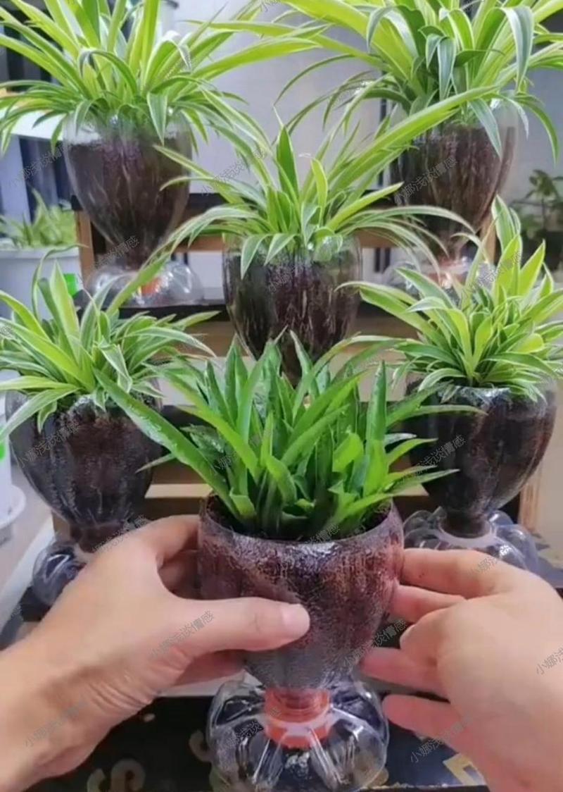 水培吊兰自制营养液？水培吊兰制作过程？-第2张图片-优品飞百科