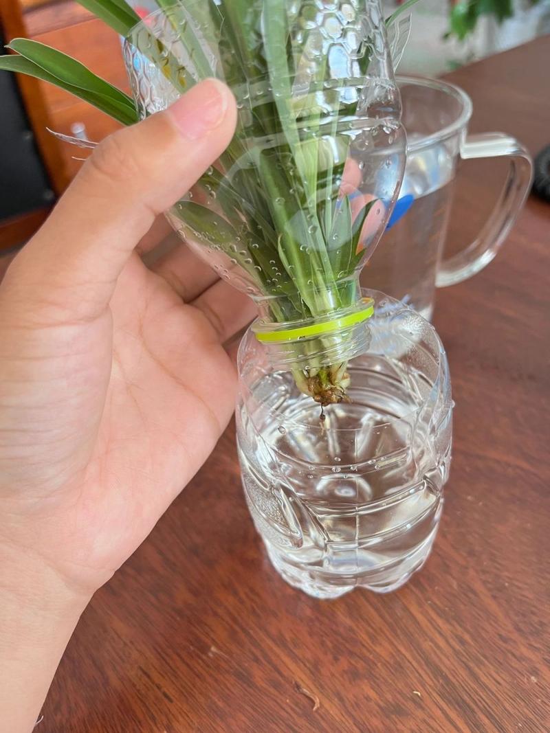 水培吊兰自制营养液？水培吊兰制作过程？-第3张图片-优品飞百科