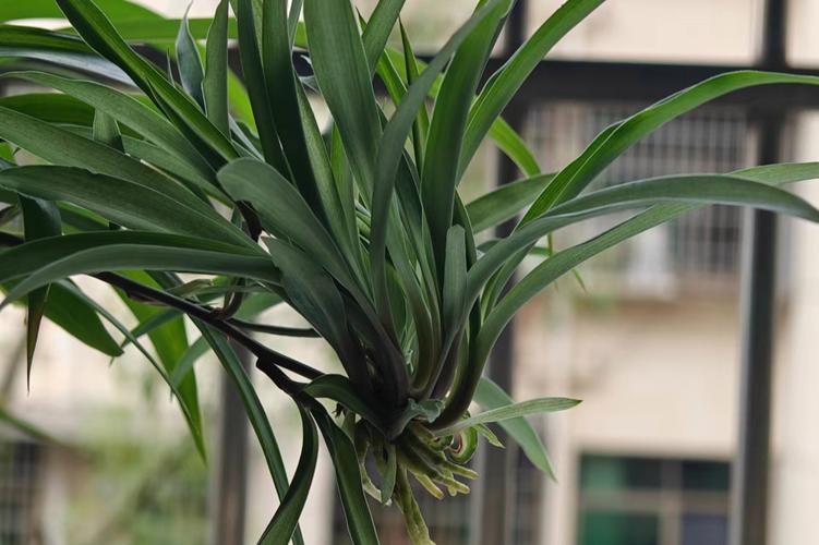 水培吊兰自制营养液？水培吊兰制作过程？-第4张图片-优品飞百科