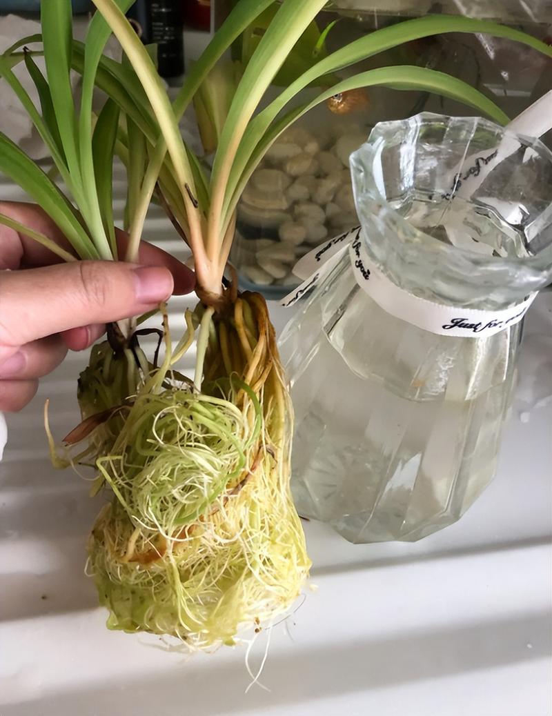 水培吊兰自制营养液？水培吊兰制作过程？-第5张图片-优品飞百科