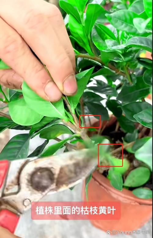 栀子花幼苗怎么修剪？栀子花幼苗怎么修剪枝条？