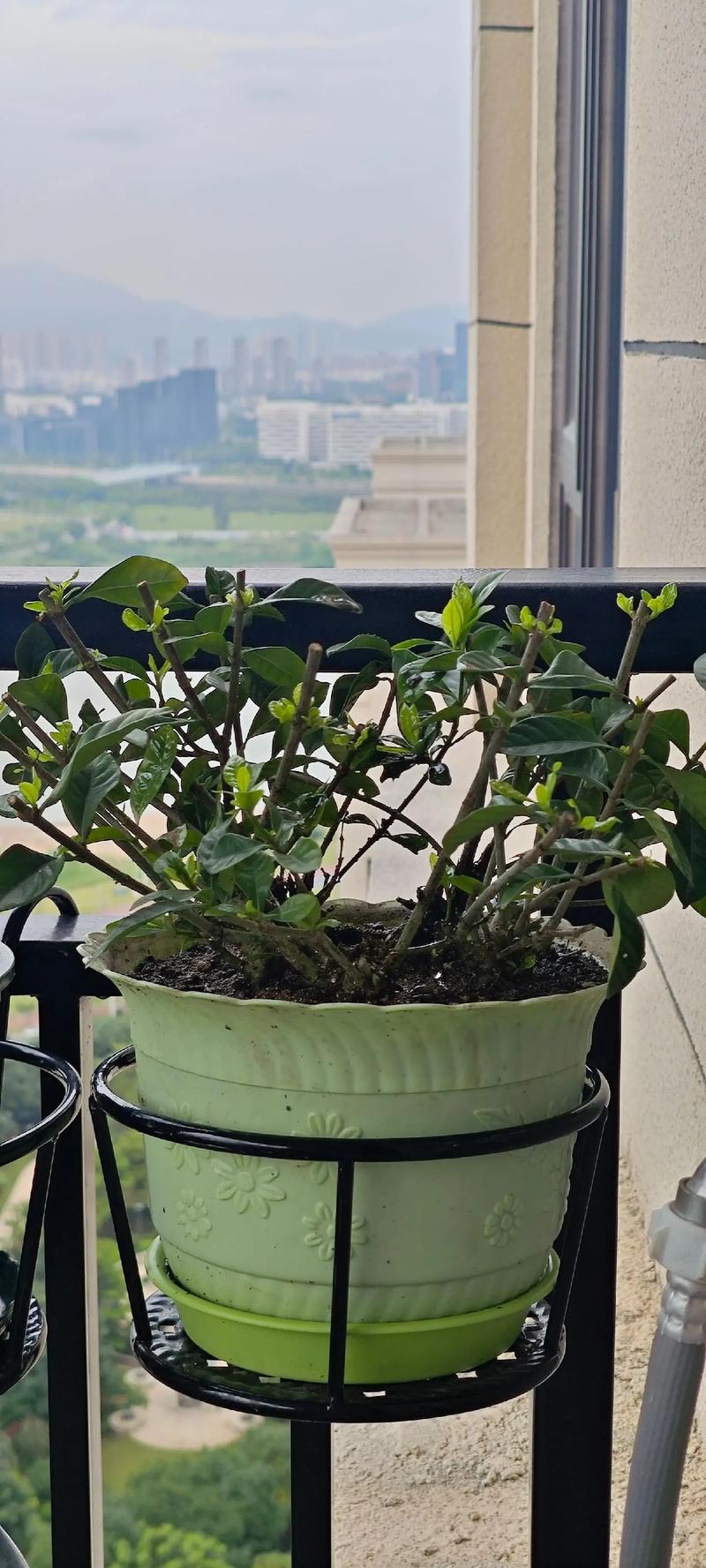 栀子花幼苗怎么修剪?栀子花幼苗怎么修剪枝条?-第2张图片-优品飞百科 栀子花幼苗怎么修剪?栀子花幼苗怎么修剪枝条?-第2张图片-优品飞百科