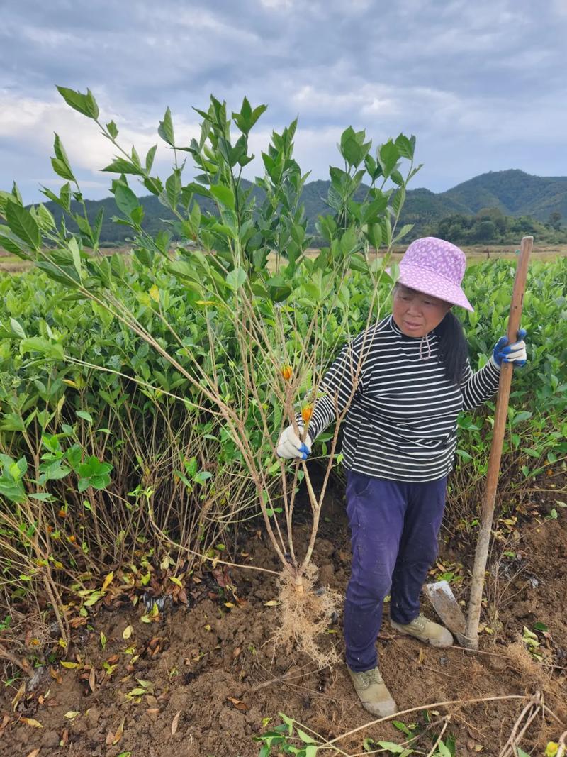 栀子花幼苗怎么修剪?栀子花幼苗怎么修剪枝条?-第4张图片-优品飞百科 栀子花幼苗怎么修剪?栀子花幼苗怎么修剪枝条?-第4张图片-优品飞百科