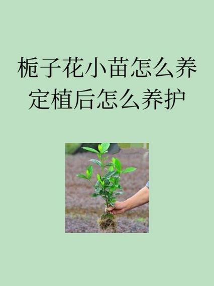 栀子花幼苗怎么修剪?栀子花幼苗怎么修剪枝条?-第5张图片-优品飞百科 栀子花幼苗怎么修剪?栀子花幼苗怎么修剪枝条?-第5张图片-优品飞百科