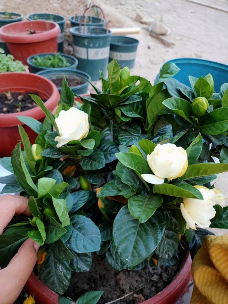 栀子花幼苗怎么修剪?栀子花幼苗怎么修剪枝条?-第7张图片-优品飞百科 栀子花幼苗怎么修剪?栀子花幼苗怎么修剪枝条?-第7张图片-优品飞百科