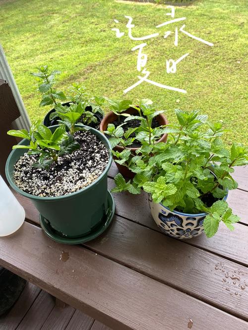 栀子花幼苗怎么修剪?栀子花幼苗怎么修剪枝条?-第6张图片-优品飞百科 栀子花幼苗怎么修剪?栀子花幼苗怎么修剪枝条?-第6张图片-优品飞百科