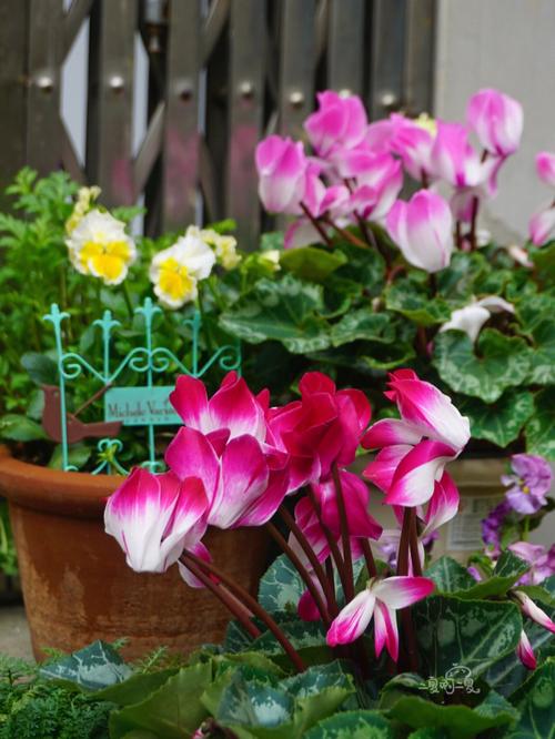 如何使滇山茶在圣诞开花，滇山茶别名？-第4张图片-优品飞百科