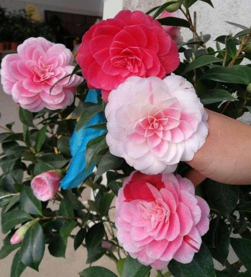 如何使滇山茶在圣诞开花，滇山茶别名？-第3张图片-优品飞百科