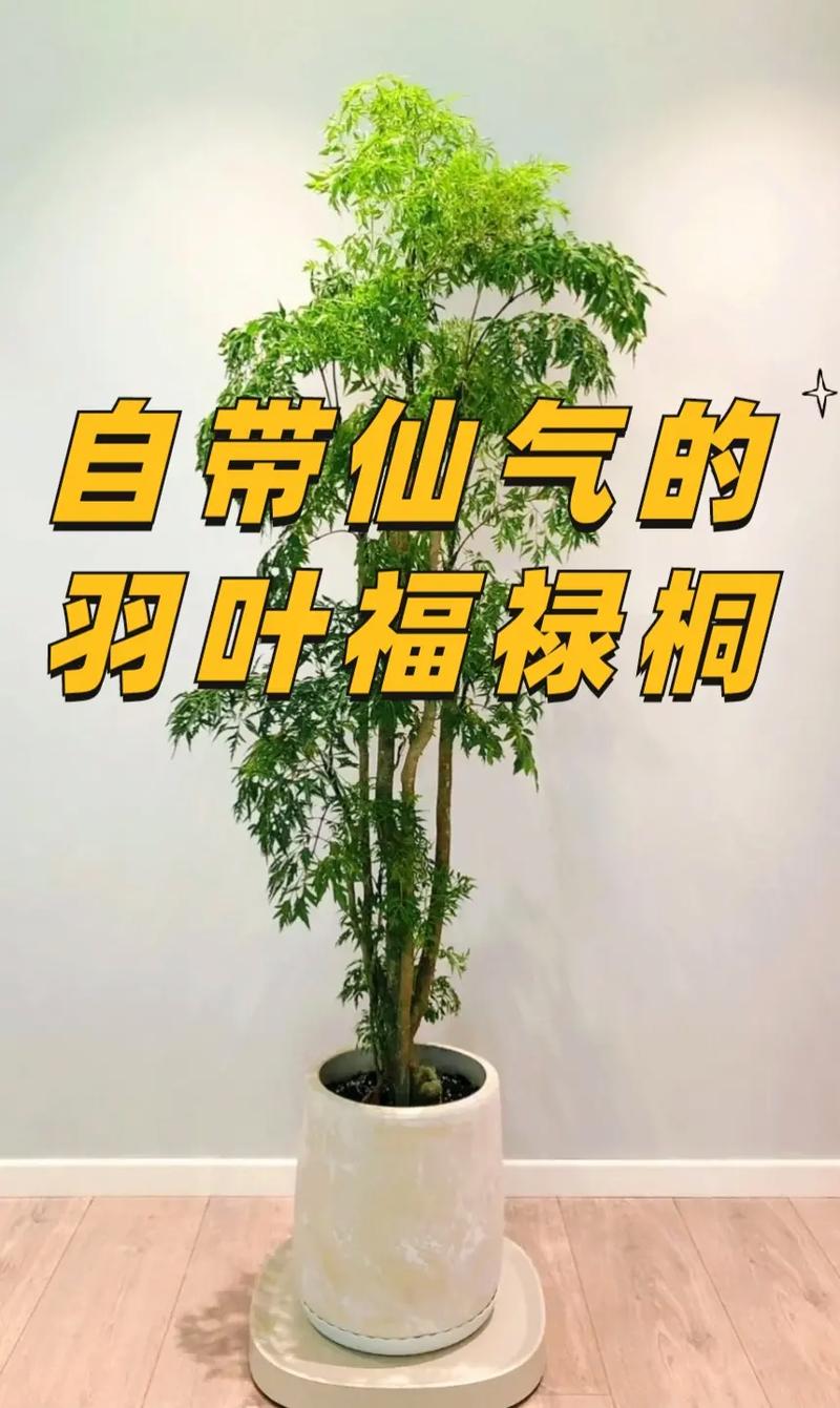 福禄桐的养殖方法，福禄桐的养殖方法和浇水方法