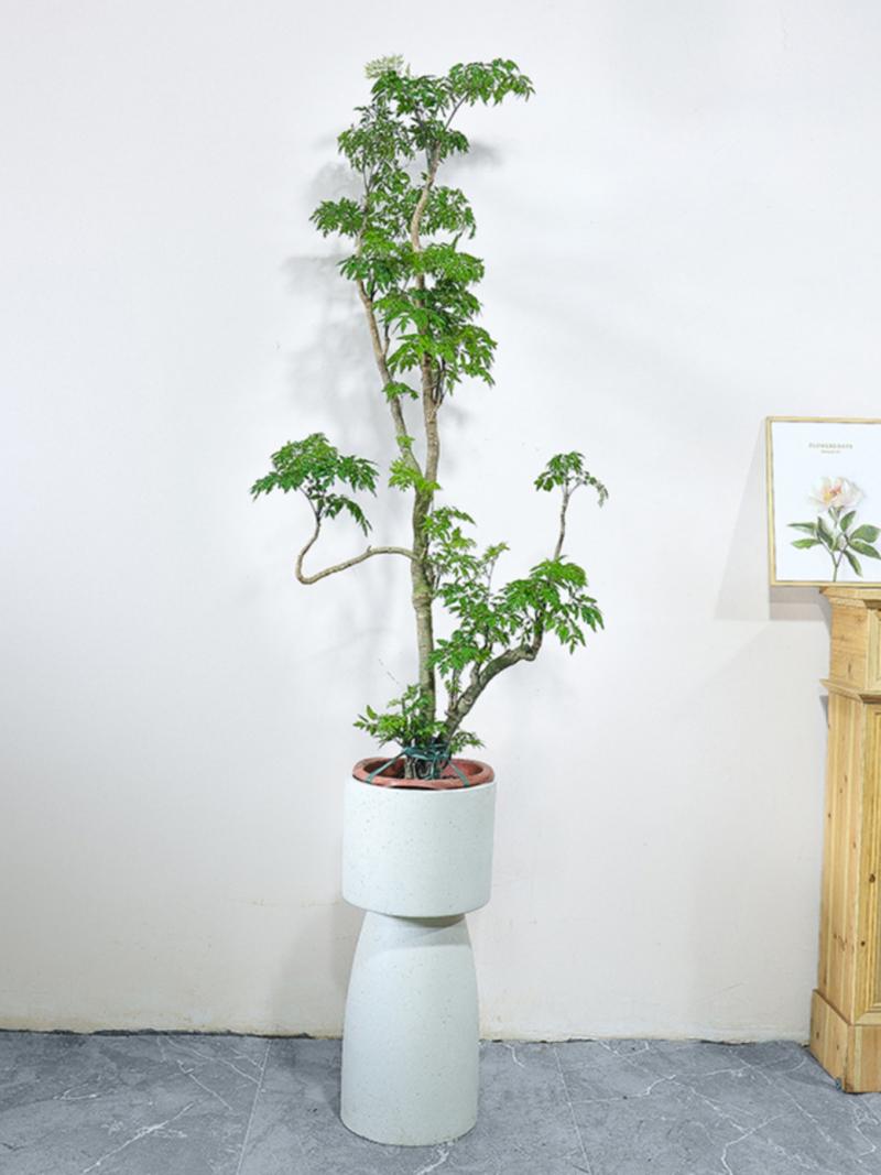 福禄桐的养殖方法，福禄桐的养殖方法和浇水方法-第2张图片-优品飞百科