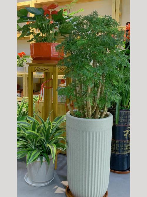 福禄桐的养殖方法，福禄桐的养殖方法和浇水方法-第4张图片-优品飞百科