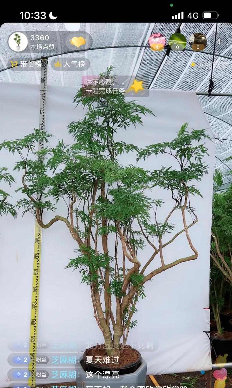 福禄桐的养殖方法，福禄桐的养殖方法和浇水方法-第3张图片-优品飞百科