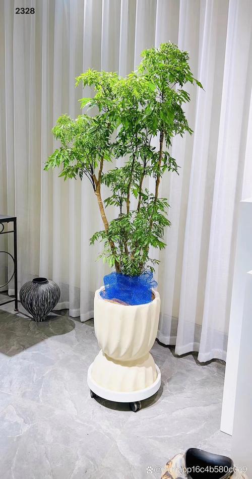 福禄桐的养殖方法，福禄桐的养殖方法和浇水方法-第5张图片-优品飞百科