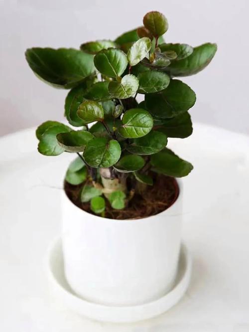 福禄桐的养殖方法，福禄桐的养殖方法和浇水方法-第6张图片-优品飞百科