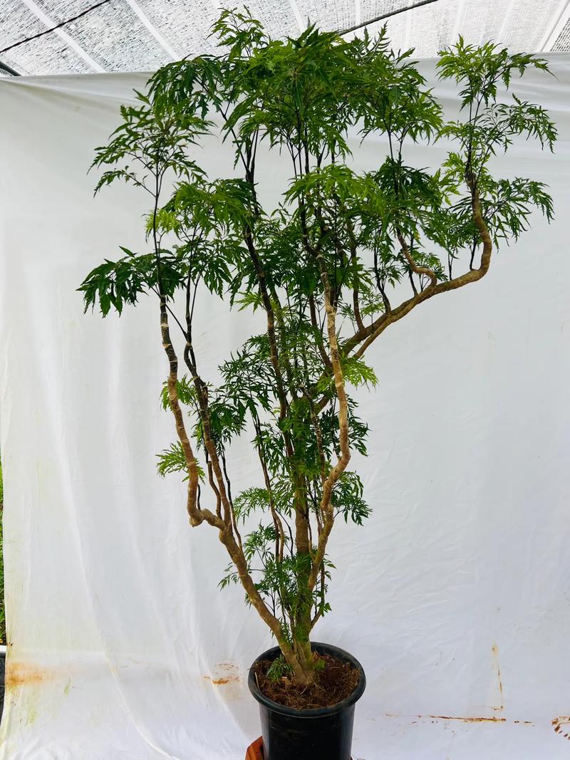 福禄桐的养殖方法，福禄桐的养殖方法和浇水方法-第7张图片-优品飞百科