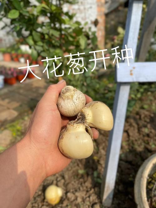 大花葱种子怎么种？大花葱种子怎么种植视频？