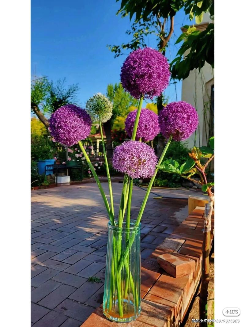 大花葱种子怎么种？大花葱种子怎么种植视频？-第2张图片-优品飞百科