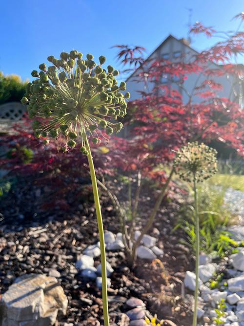大花葱种子怎么种？大花葱种子怎么种植视频？-第3张图片-优品飞百科