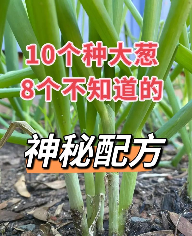 大花葱种子怎么种？大花葱种子怎么种植视频？-第5张图片-优品飞百科