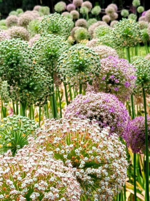 大花葱种子怎么种？大花葱种子怎么种植视频？-第6张图片-优品飞百科