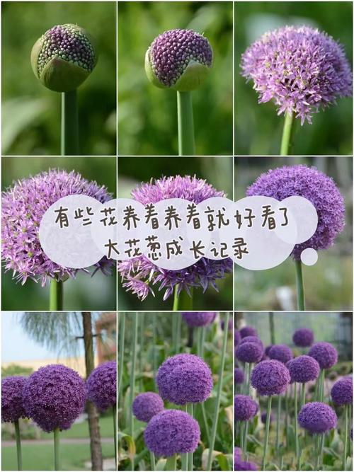 大花葱种子怎么种？大花葱种子怎么种植视频？-第7张图片-优品飞百科