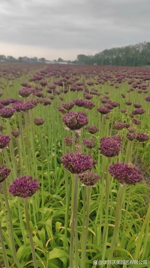 大花葱种子怎么种？大花葱种子怎么种植视频？-第8张图片-优品飞百科