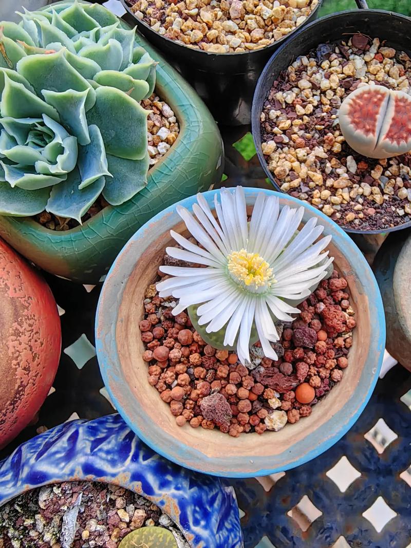 多肉生石花怎么养？多肉生石花的种植方法？