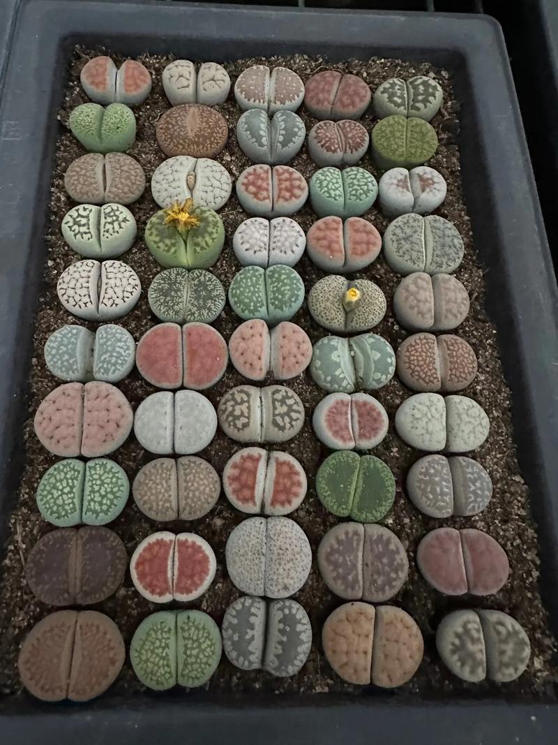 多肉生石花怎么养？多肉生石花的种植方法？-第2张图片-优品飞百科