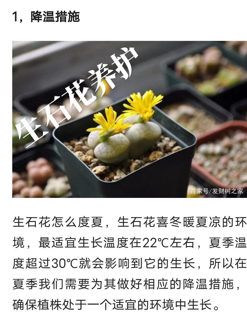 多肉生石花怎么养？多肉生石花的种植方法？-第3张图片-优品飞百科