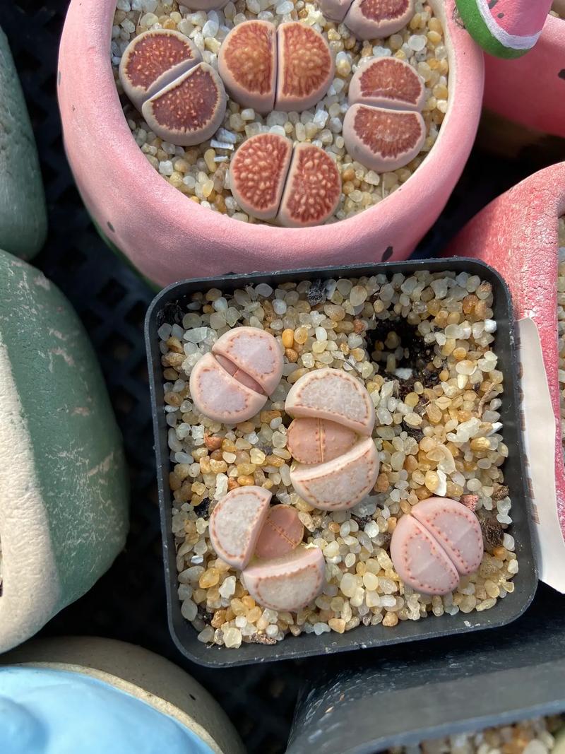 多肉生石花怎么养？多肉生石花的种植方法？-第4张图片-优品飞百科