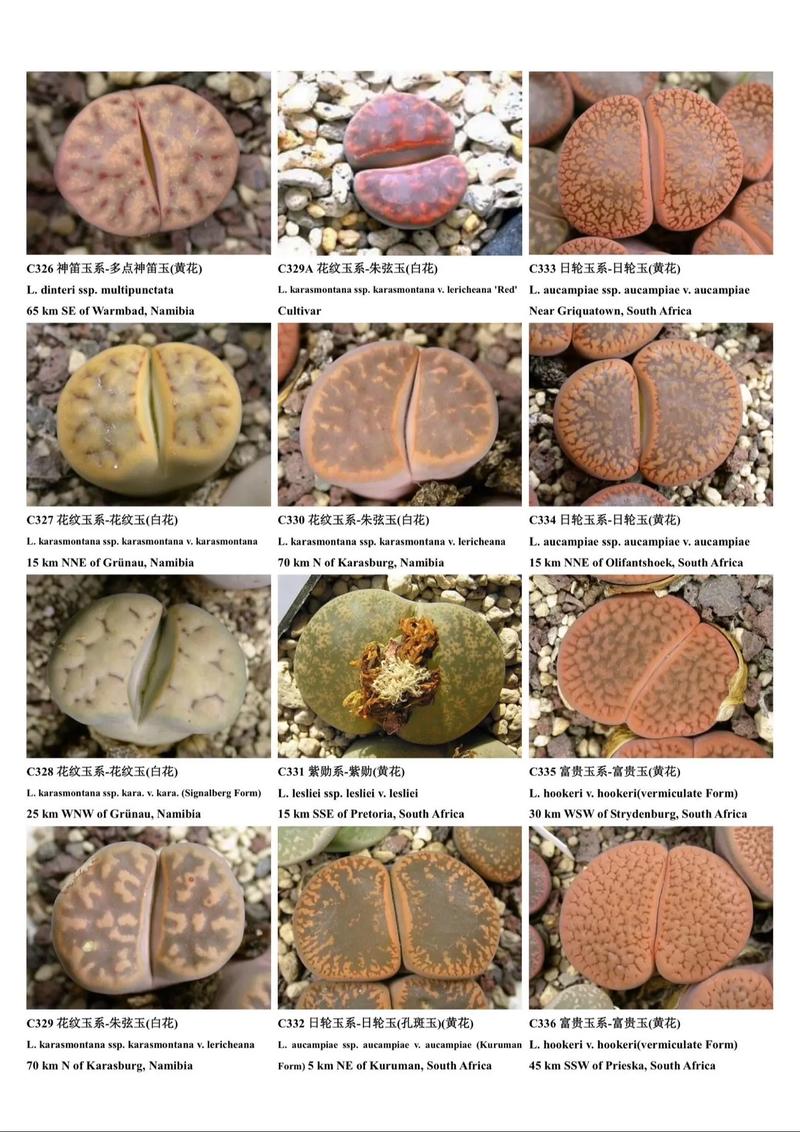 多肉生石花怎么养？多肉生石花的种植方法？-第5张图片-优品飞百科