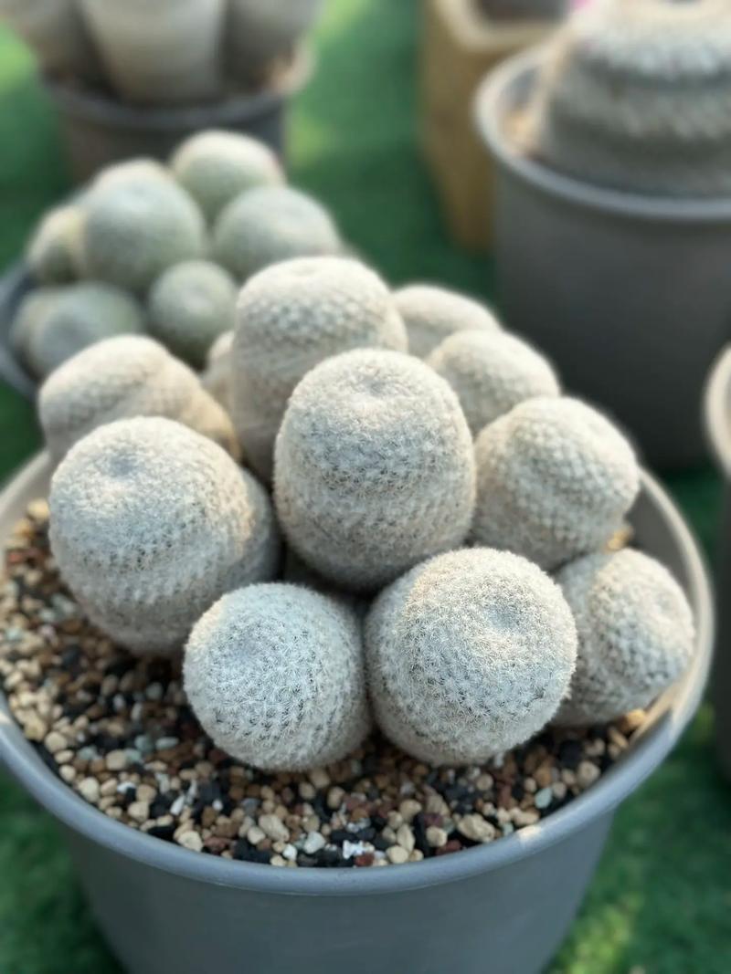 白雪光的养殖方法，白雪光仙人球值得养吗-第2张图片-优品飞百科