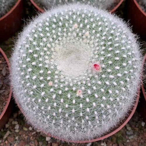 白雪光的养殖方法，白雪光仙人球值得养吗