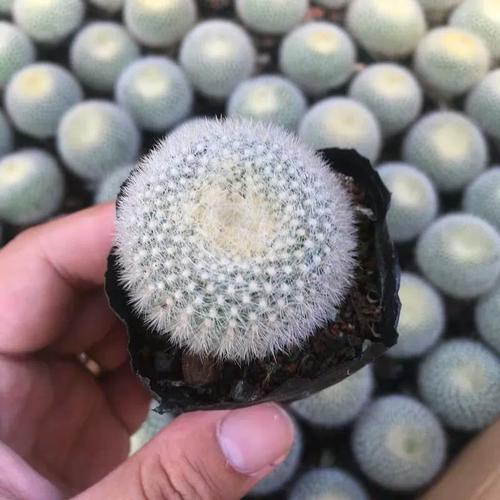 白雪光的养殖方法，白雪光仙人球值得养吗-第3张图片-优品飞百科