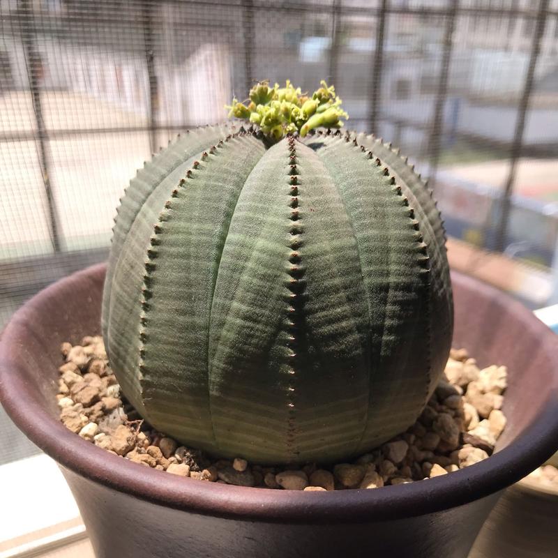 白雪光的养殖方法，白雪光仙人球值得养吗-第4张图片-优品飞百科