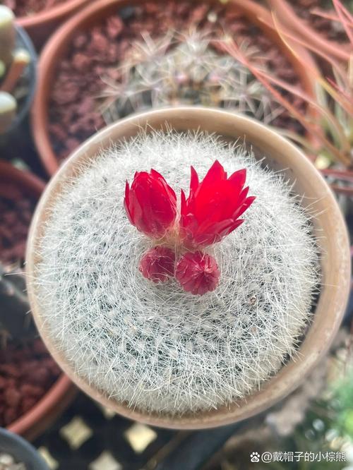 白雪光的养殖方法，白雪光仙人球值得养吗-第6张图片-优品飞百科