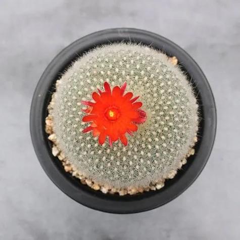 白雪光的养殖方法，白雪光仙人球值得养吗-第5张图片-优品飞百科